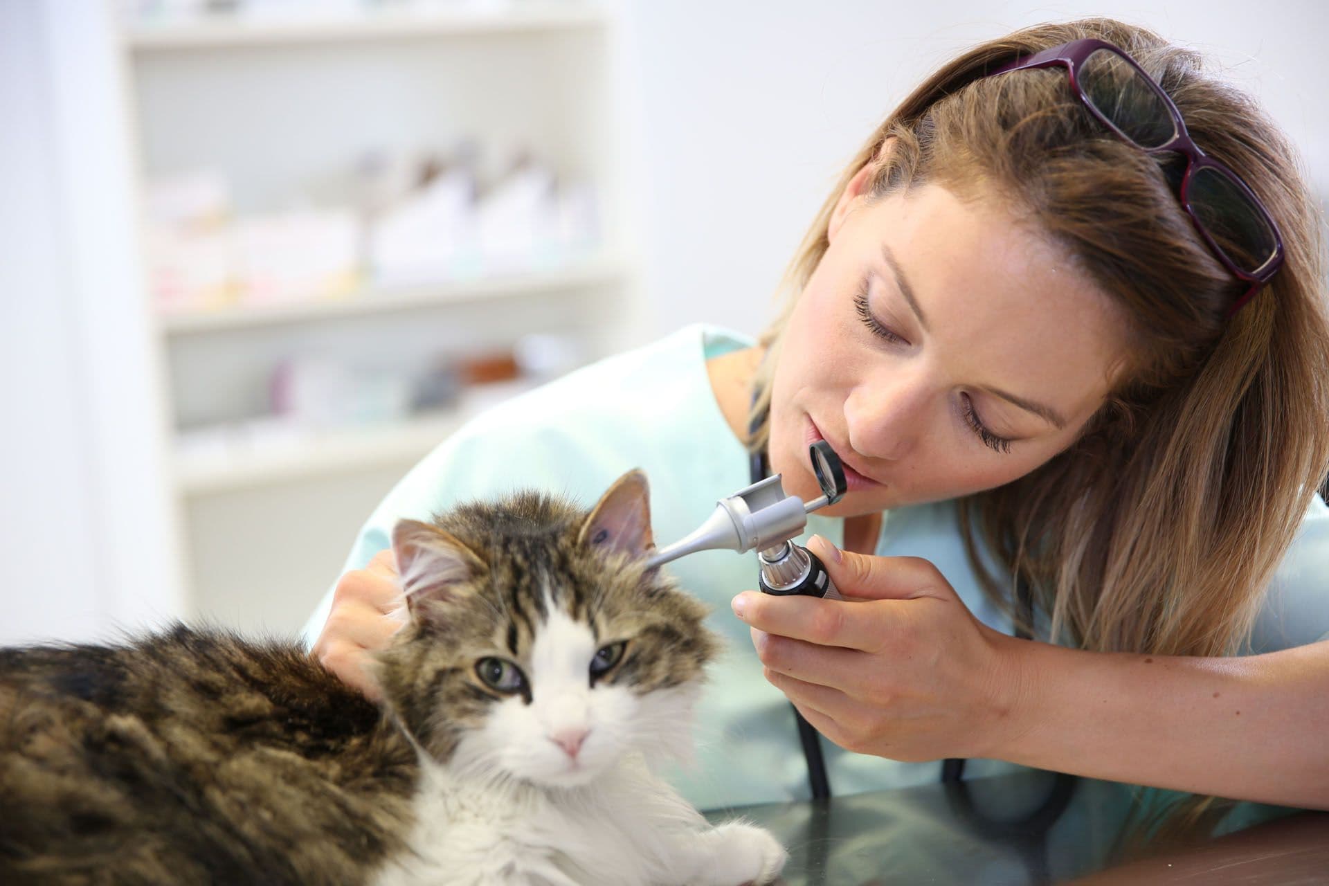 Formation Formation Auxiliaire de santé animale image