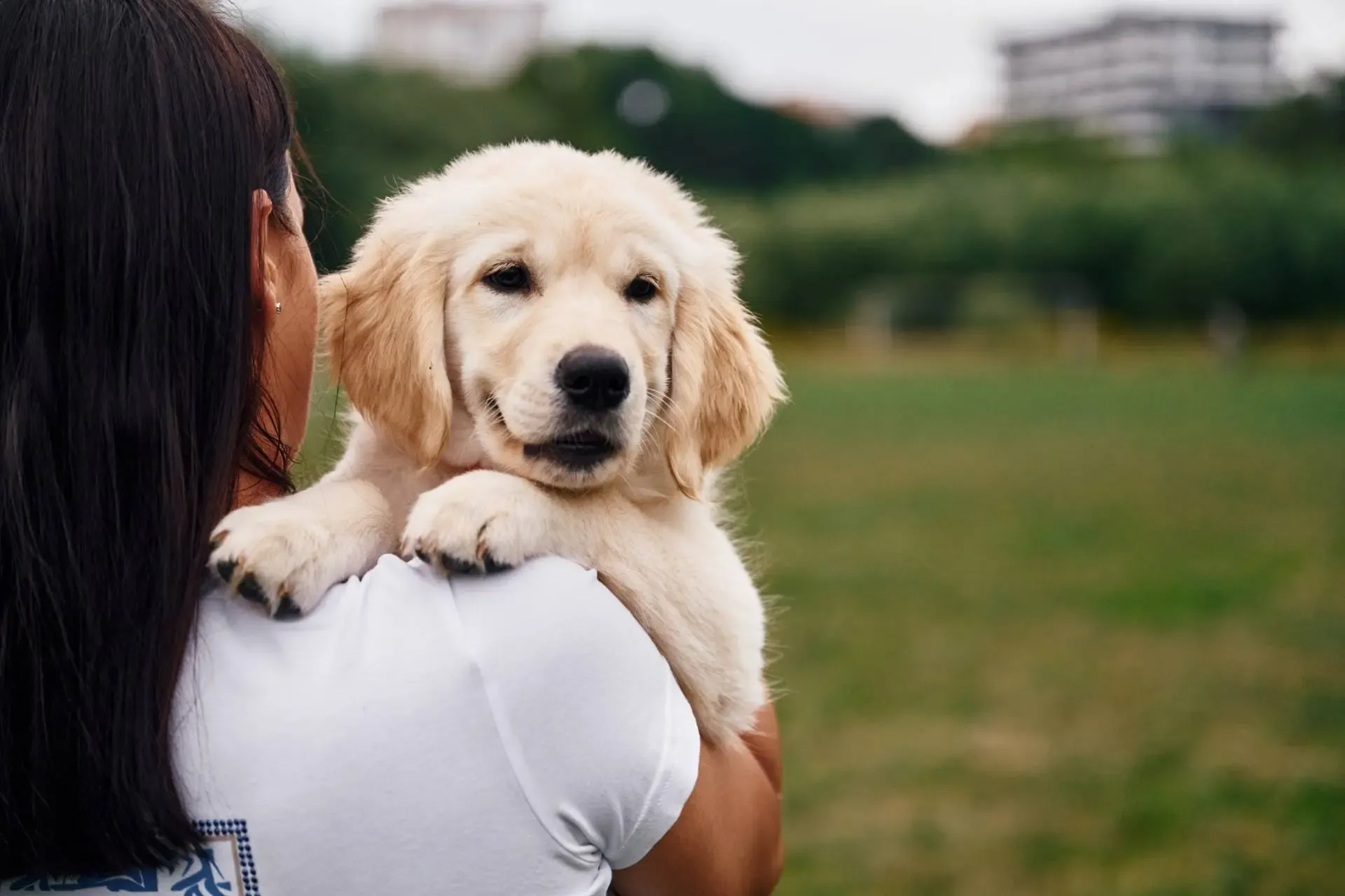 Formation Certification ACACED Chien & Chat image