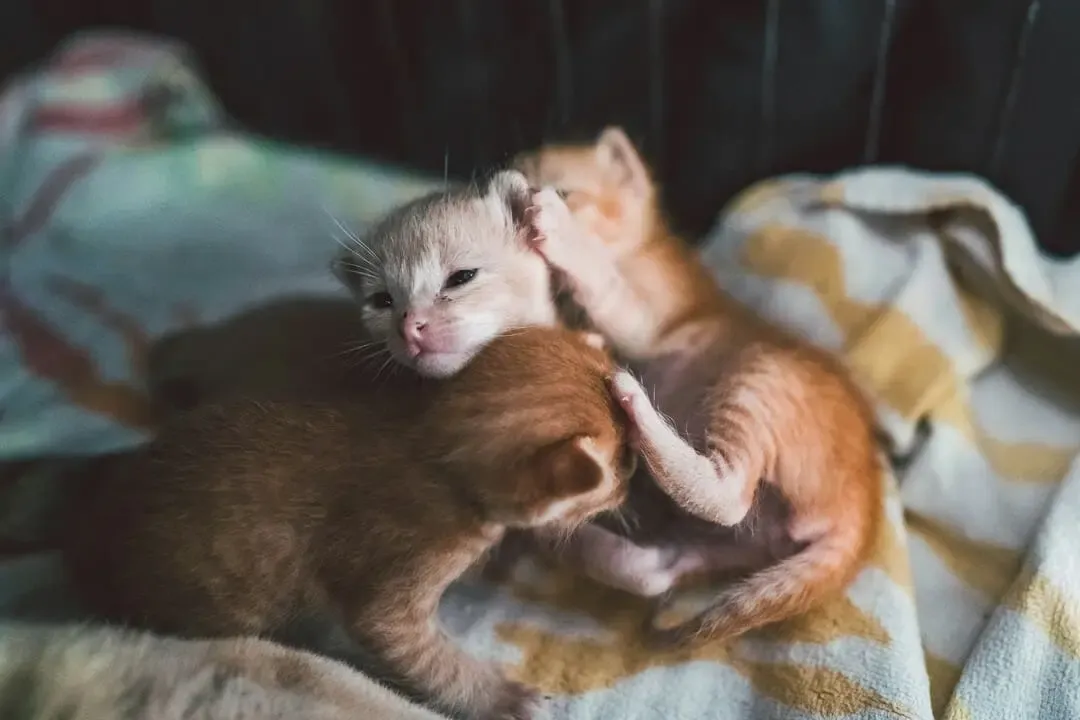 Image Éleveur de chat