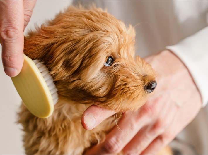 Profession Pet sitter image