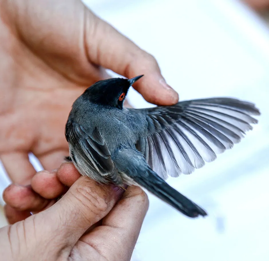 Apprenant en formation ornithologie manipulant avec précaution un oiseau sauvage pour une étude scientifique sur le terrain