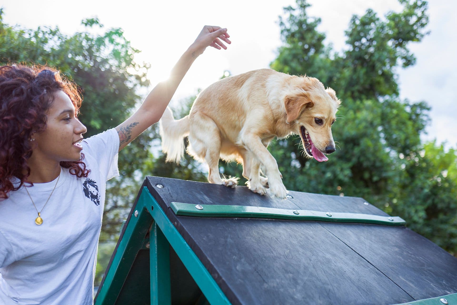 Profession Comportementaliste canin image