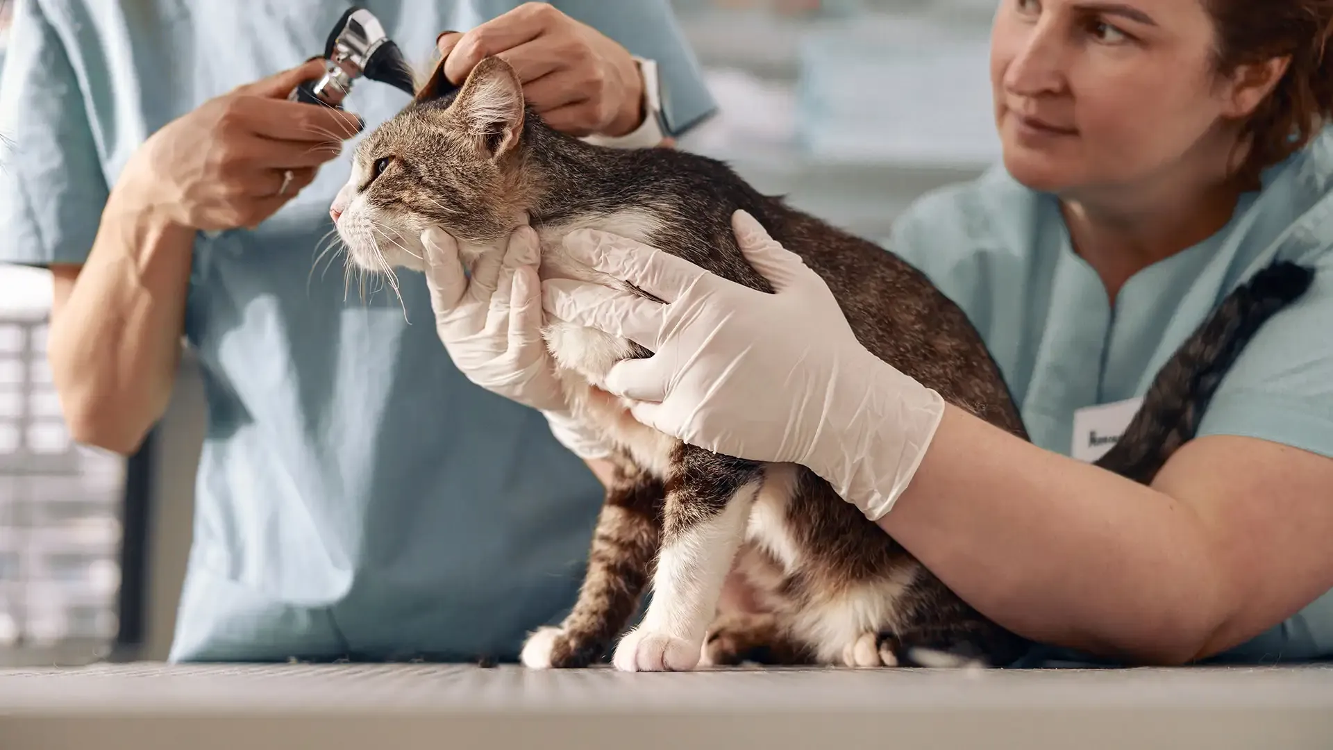 Apprenant en formation auxiliaire de santé animale assistant un vétérinaire lors d’un examen clinique sur un chien dans un environnement médicalisé