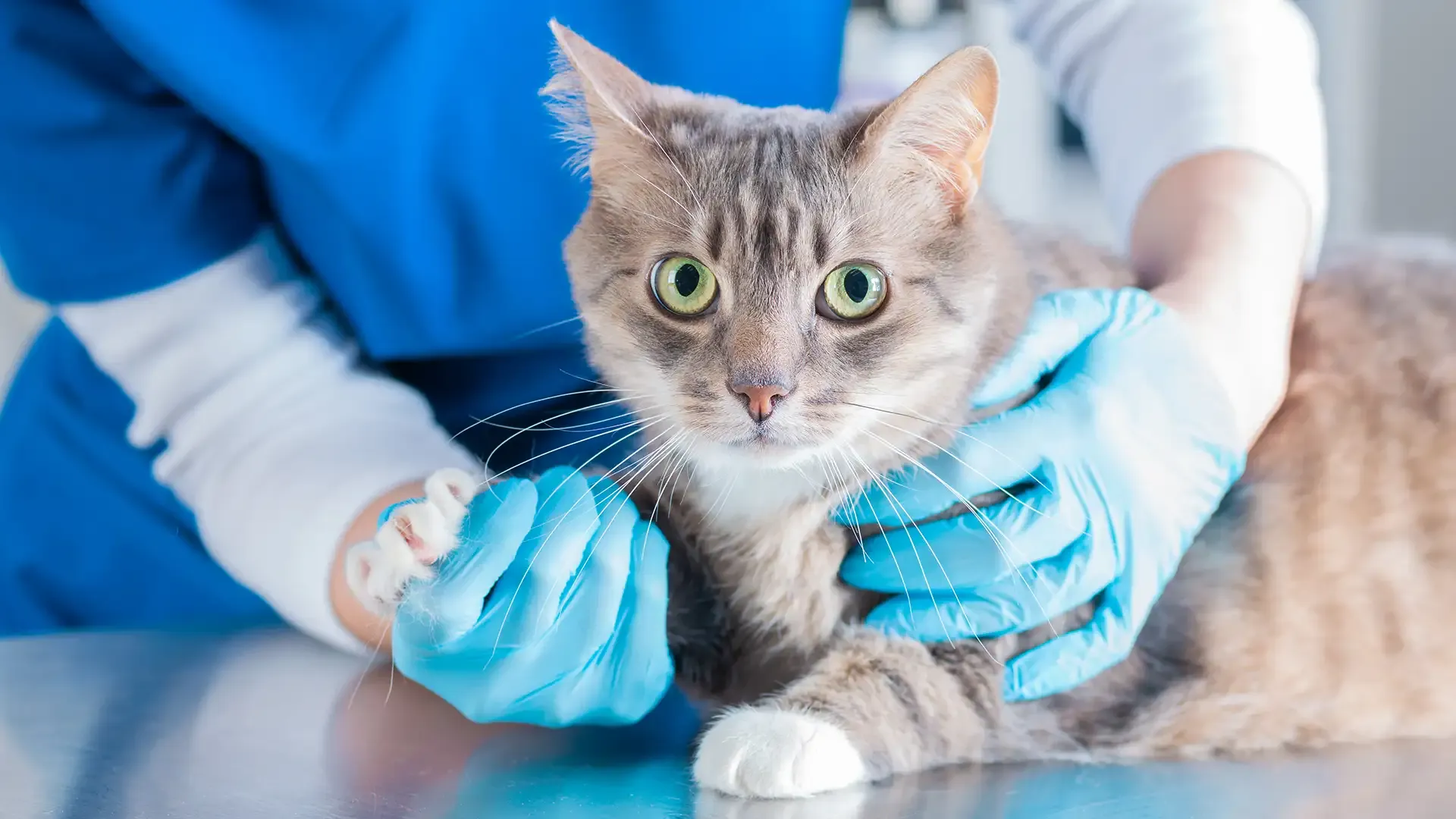 Formation Formation Soigneur animalier image