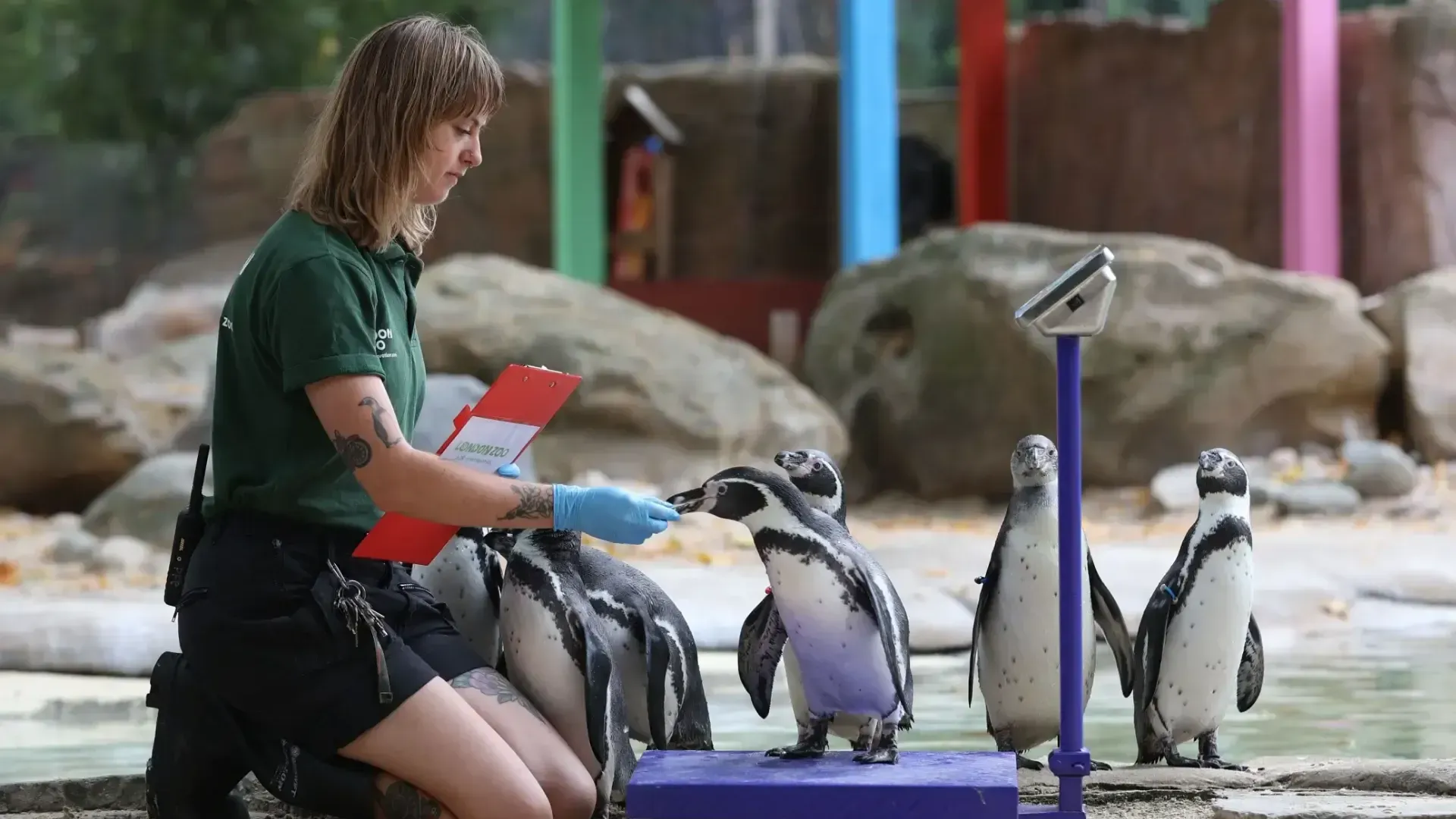 Formation Formation Soigneur animalier en ligne image