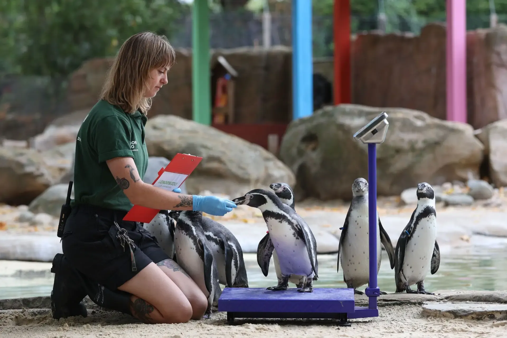 Formation Formation Soigneur animalier image