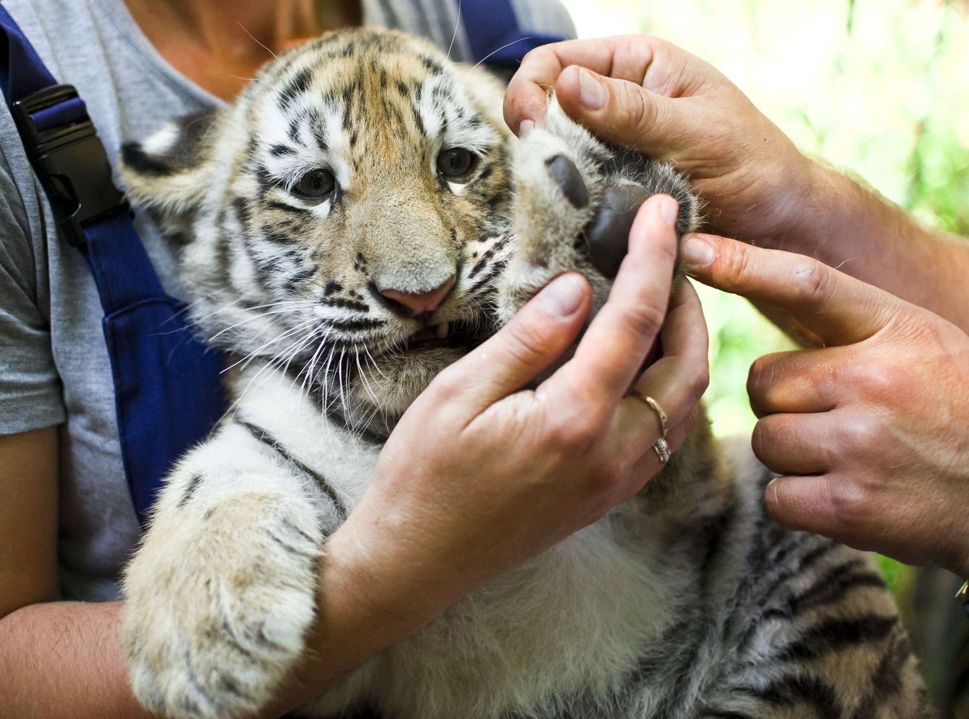 Profession Soigneur pour animaux sauvages image