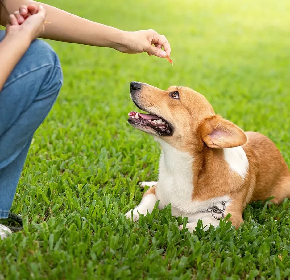 Apprenant en formation éducation canine récompensant un chien couché dans l’herbe pendant un exercice de dressage positif