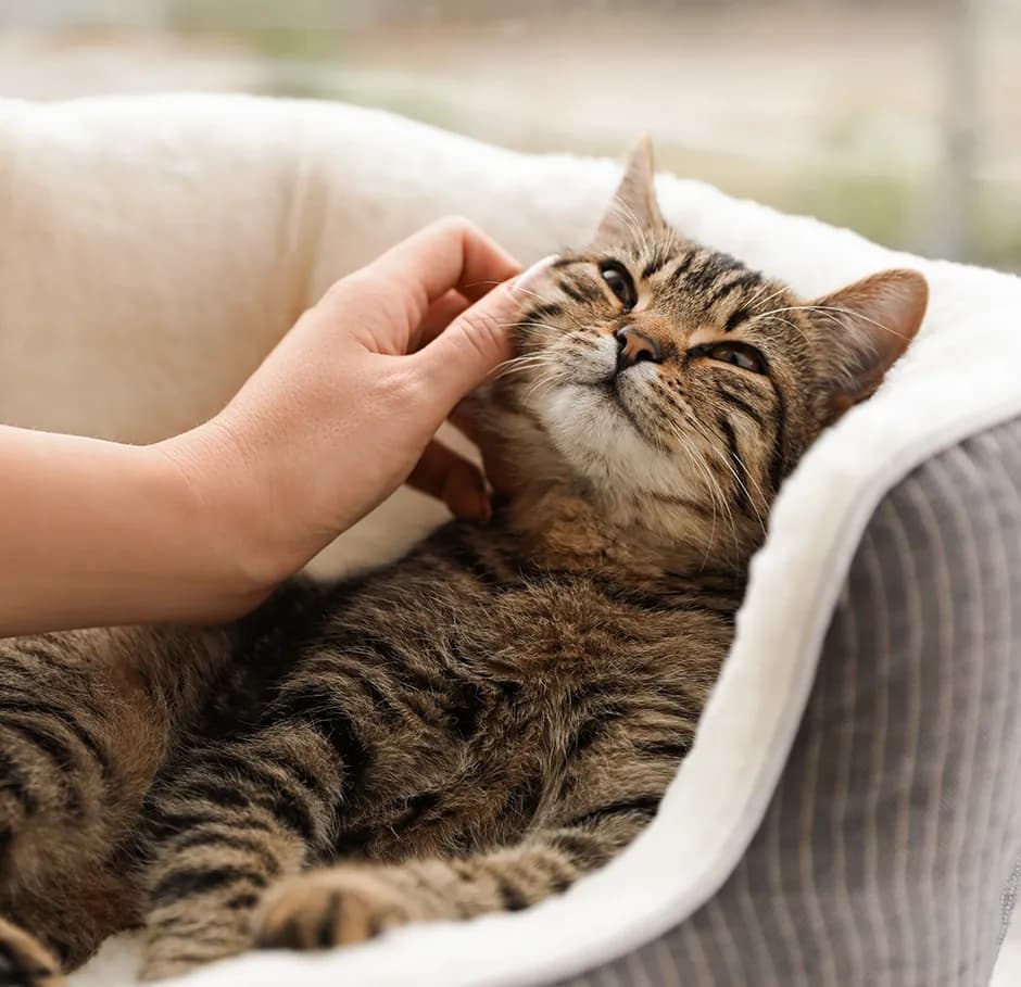 Specialization Garde d’animaux de compagnie